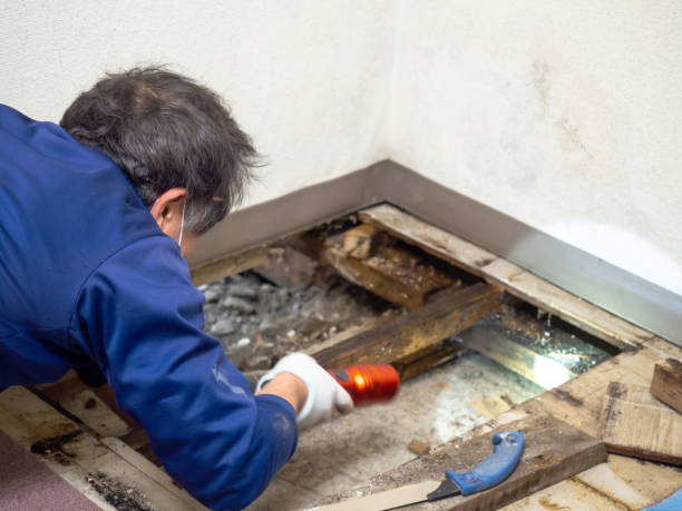 Best Emergency Mold Remediation in Ridgeville, SC