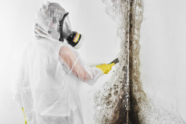 Best Insurance-Related Mold Remediation in Ridgeville, SC