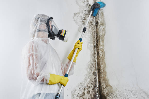 Best Crawl Space Mold Remediation in Ridgeville, SC