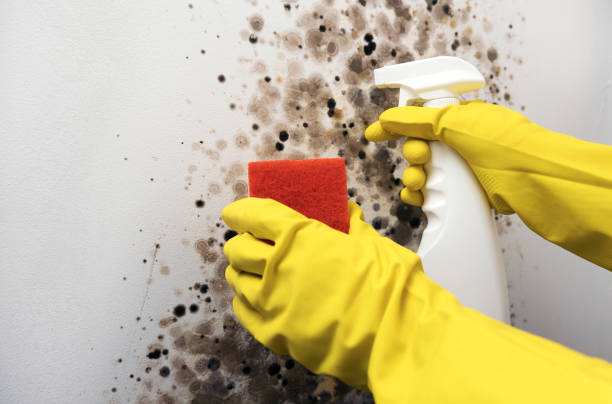 Best Localized Mold Remediation (e.g., coastal areas, humid climates) in Ridgeville, SC