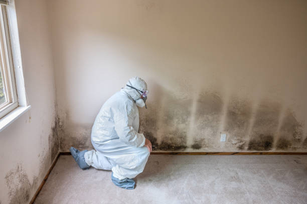 Best White Mold Remediation in Ridgeville, SC
