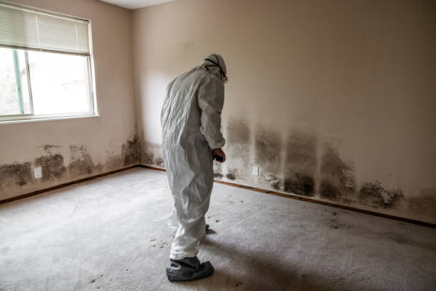 Best HVAC Mold Remediation in Ridgeville, SC