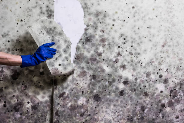 Best Kitchen Mold Remediation in Ridgeville, SC