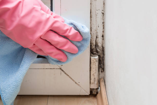 Best Mold Remediation for Specific Building Types in Ridgeville, SC